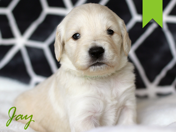 Washington Mini Goldens Jay Puppy