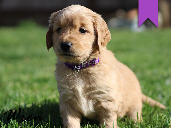 Washington Mini Goldens Wren Puppy