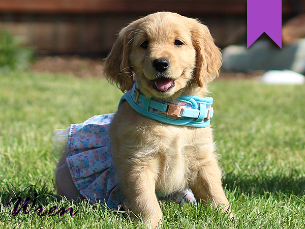 Washington Mini Goldens Wren Puppy