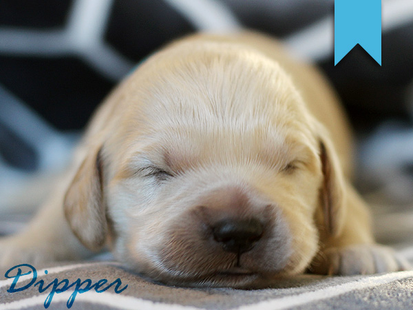 Washington Mini Goldens Dipper Puppy