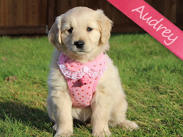 Washington Mini Goldens Audrey Puppy