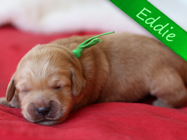 Washington Mini Goldens Eddie Puppy
