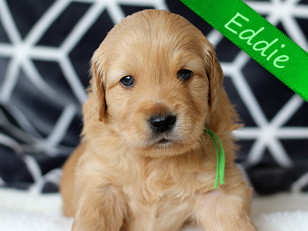 Washington Mini Goldens Eddie Puppy