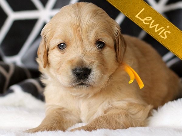 Washington Mini Goldens Lewis Puppy