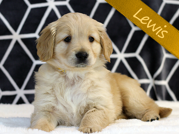 Washington Mini Goldens Lewis Puppy