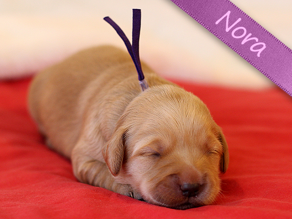 Washington Mini Goldens Nora Puppy