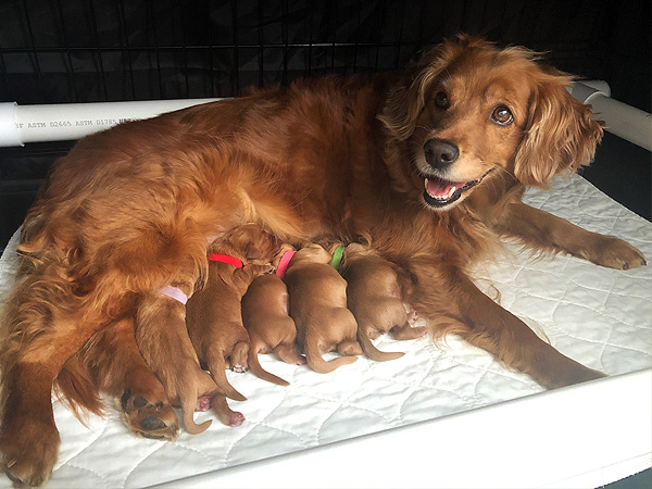 Eva and puppies
