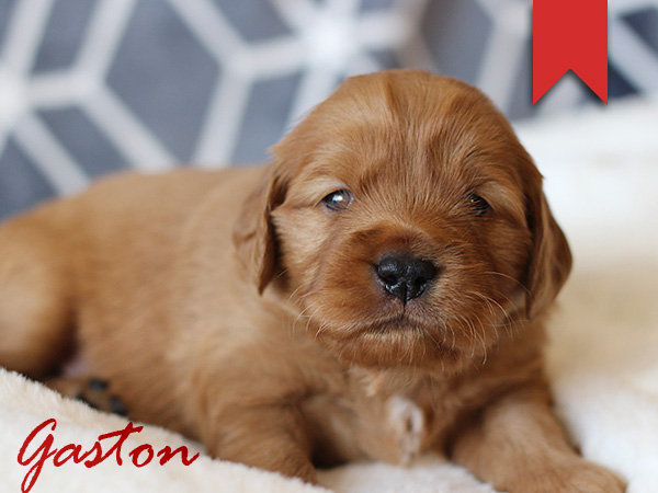 Washington Mini Goldens Gaston Puppy