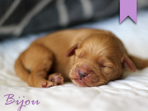 Washington Mini Goldens Lavender puppy
