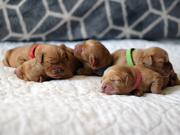 Washington Mini Goldens puppies