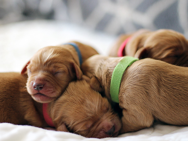 Washington Mini Goldens Puppies