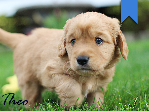 Washington Mini Goldens Theo Puppy