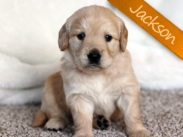 Washington Mini Goldens Charlie Puppy