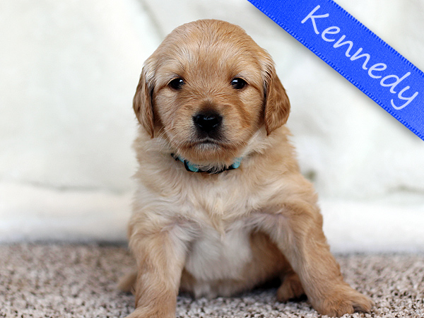 Washington Mini Goldens Charlie Puppy