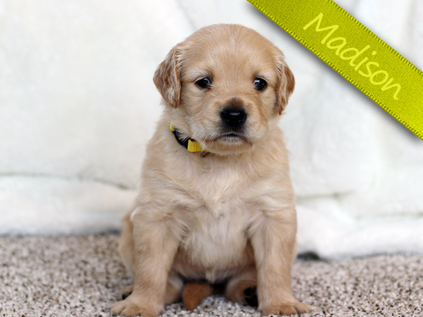 Washington Mini Goldens Charlie Puppy