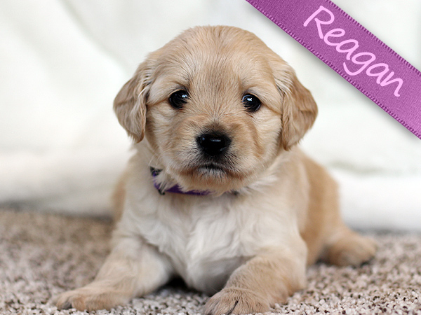Washington Mini Goldens Charlie Puppy