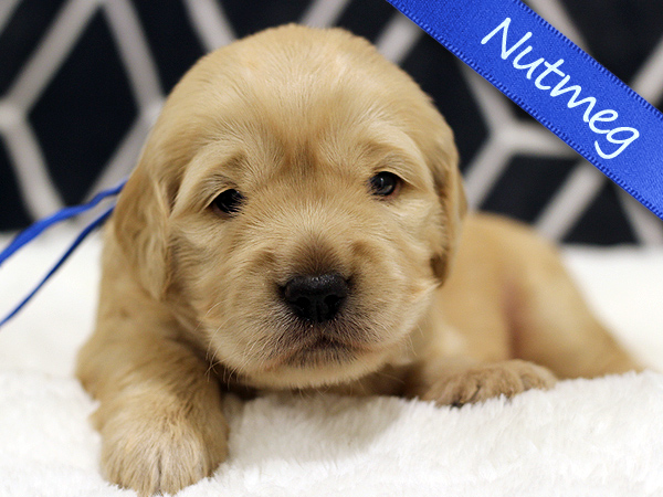 Washington PNW Mini Goldens Puppy Nutmeg