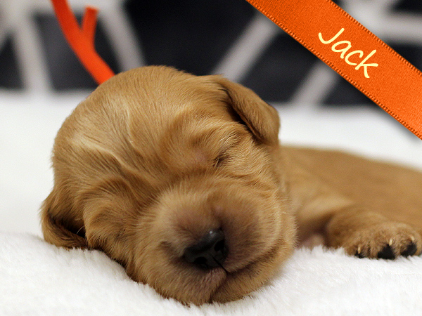 Washington PNW Mini Goldens Puppy Jack