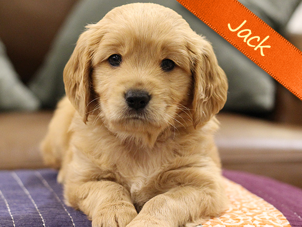 Washington PNW Mini Goldens Puppy Jack