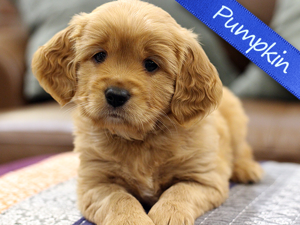 Washington PNW Mini Goldens Puppy Pumpkin