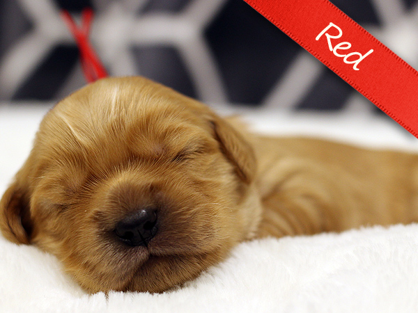 Washington PNW mini Goldens puppy Red