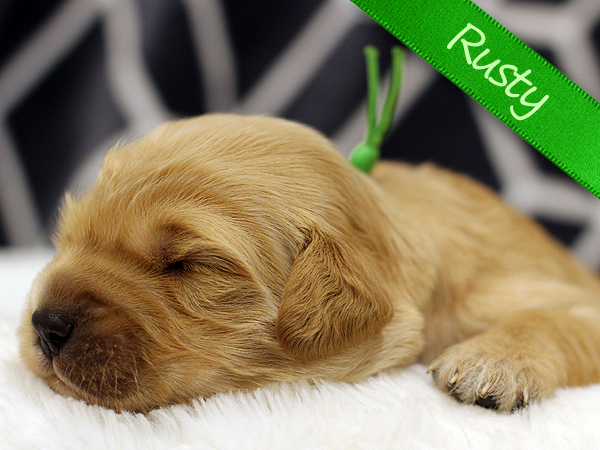 Washington PNW Mini Goldens Puppy Rusty