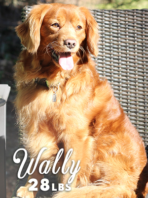 PNW Mini Goldens Wally