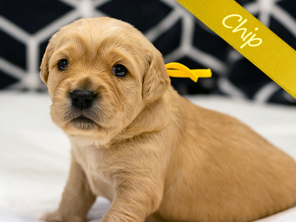 Washington PNW Mini Goldens Cookie and Jake's Chip