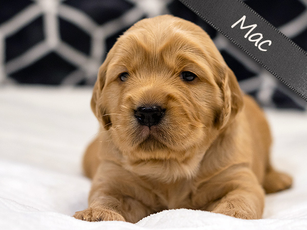 Washington PNW Mini Goldens Cookie and Jake's Mac