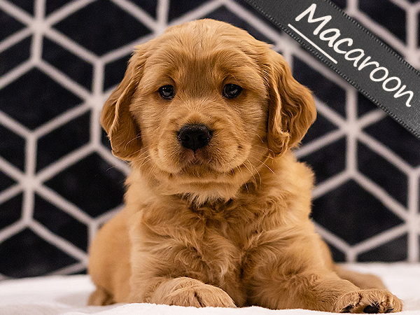 Washington PNW Mini Goldens Cookie and Jake's Mac