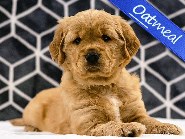 Washington PNW Mini Goldens Cookie and Jake's Oatie