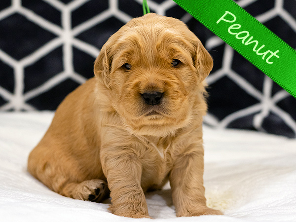 Washington PNW Mini Goldens Cookie and Jake's Peanut