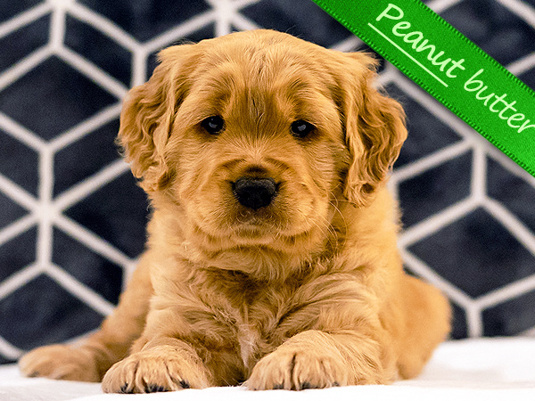 Washington PNW Mini Goldens Cookie and Jake's Peanut