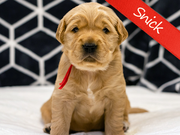 Washington PNW Mini Goldens Cookie and Jake's Snick