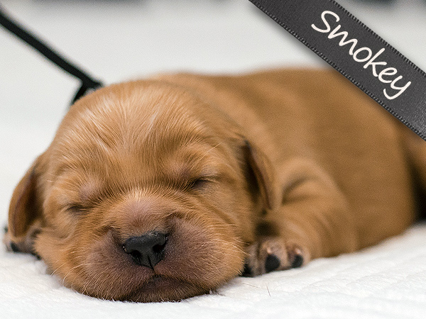 Washington PNW Mini Goldens Margaux and Jake's Spring Litter