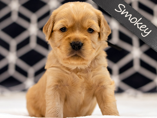 Washington PNW Mini Goldens Margaux and Jake's Spring Litter