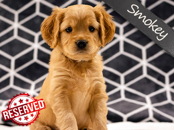 Washington PNW Mini Goldens Margaux and Jake's Spring Litter