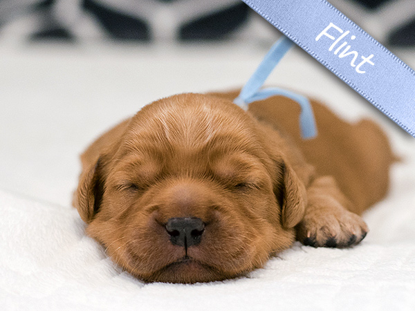 Washington PNW Mini Goldens Margaux and Jake's Spring Litter