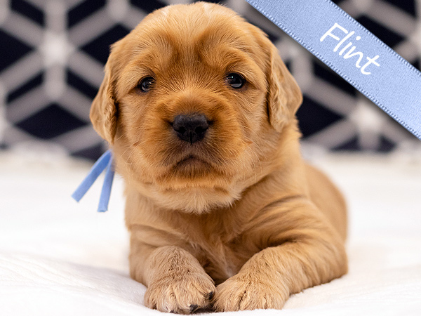 Washington PNW Mini Goldens Margaux and Jake's Spring Litter