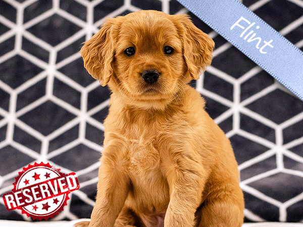 Washington PNW Mini Goldens Margaux and Jake's Spring Litter