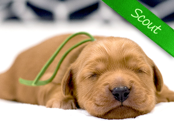 Washington PNW Mini Goldens Margaux and Jake's Spring Litter