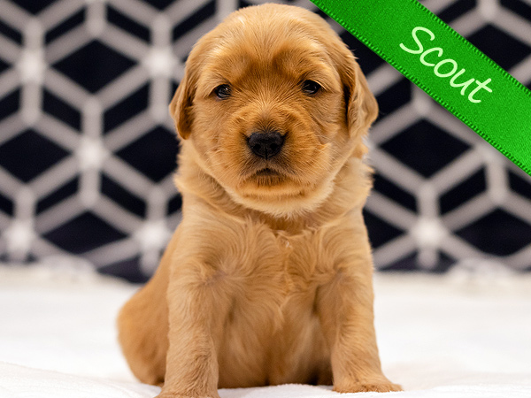 Washington PNW Mini Goldens Margaux and Jake's Spring Litter