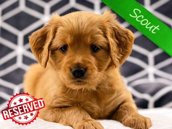 Washington PNW Mini Goldens Margaux and Jake's Spring Litter