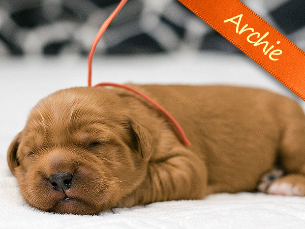 Washington PNW Mini Goldens Margaux and Jake's Spring Litter