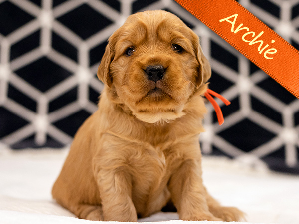 Washington PNW Mini Goldens Margaux and Jake's Spring Litter