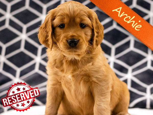 Washington PNW Mini Goldens Margaux and Jake's Spring Litter
