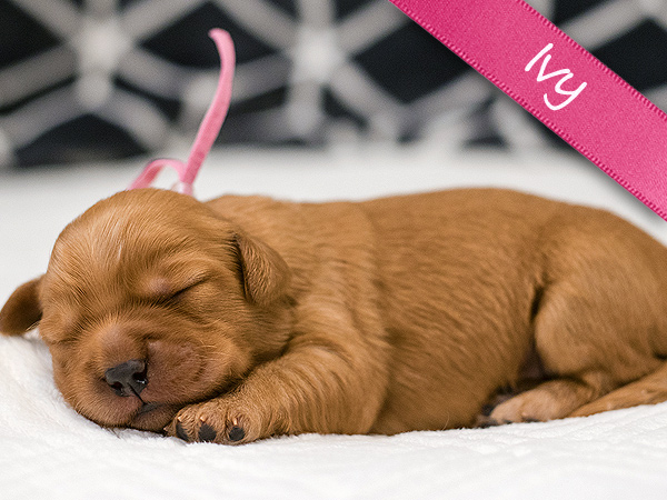 Washington PNW Mini Goldens Margaux and Jake's Spring Litter