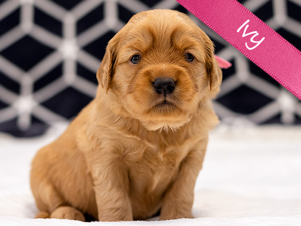 Washington PNW Mini Goldens Margaux and Jake's Spring Litter