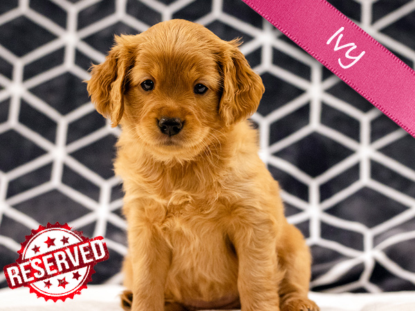 Washington PNW Mini Goldens Margaux and Jake's Spring Litter