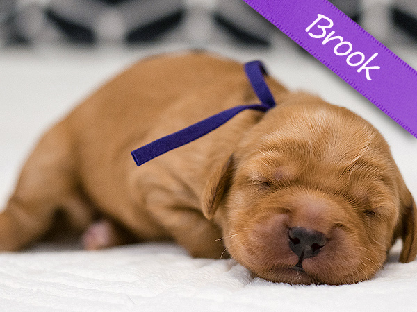 Washington PNW Mini Goldens Margaux and Jake's Spring Litter